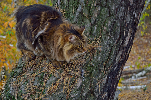 Foto The cat is sitting on a tree in the forest
