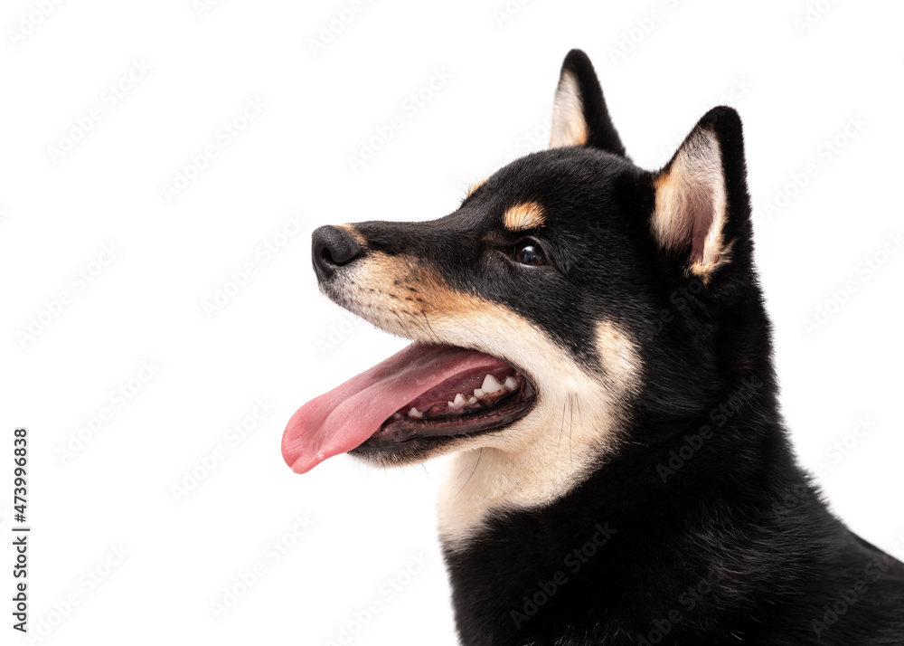 A 6 month old Shiba Inu puppy isolated on a white background. A 6 month old Shiba Inu puppy isolated on a white background.