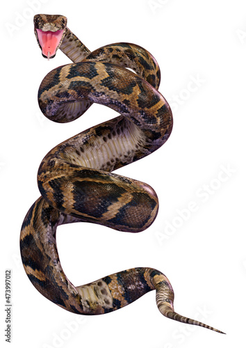 3D Rendering Burmese Python on White