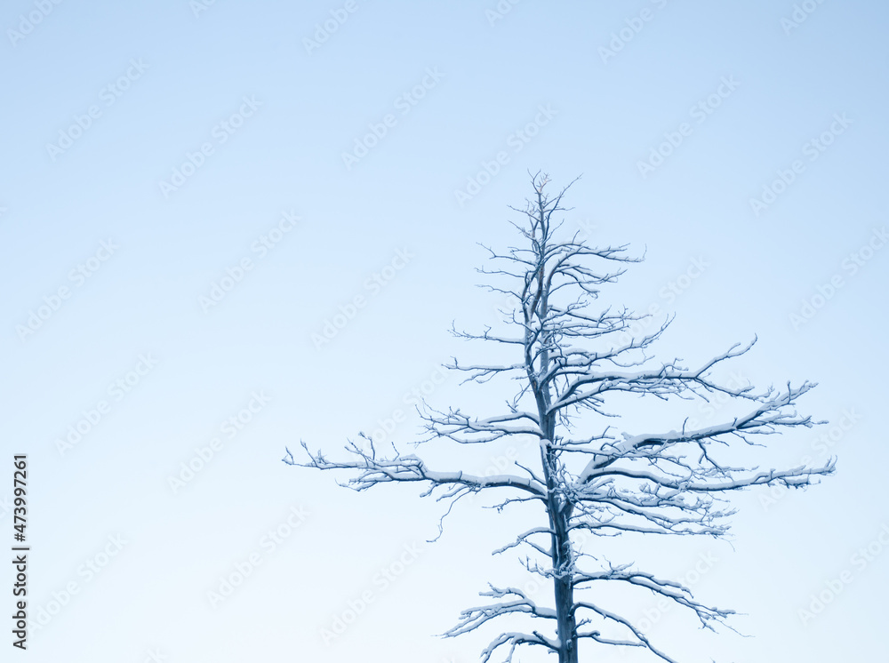 Lonely dead tree top in the winter Lonely dead tree top in the winter