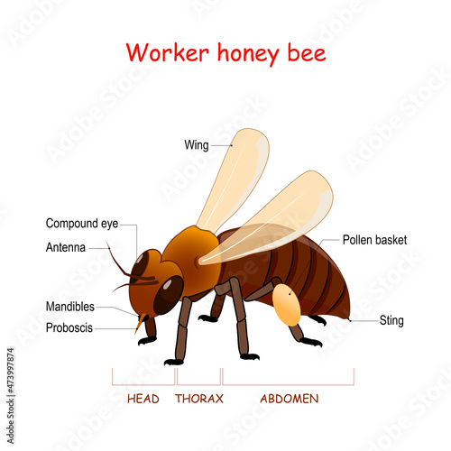 Anatomy of Worker honey bee.