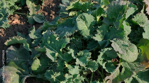 green rapeseed in the field in early spring after snow melt