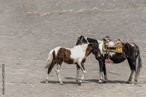 Fototapeta Naklejka Na Ścianę i Meble -  caballos en el desierto de Palmira 