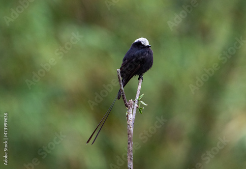 Black bird perched © Leonardo Araújo