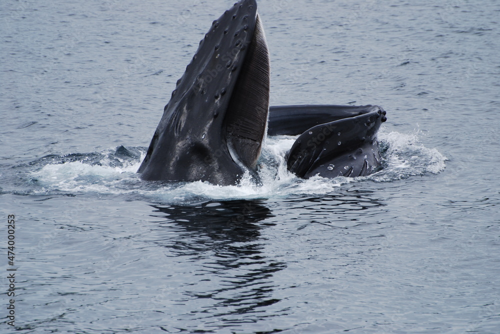 Fototapeta premium whale in the sea
