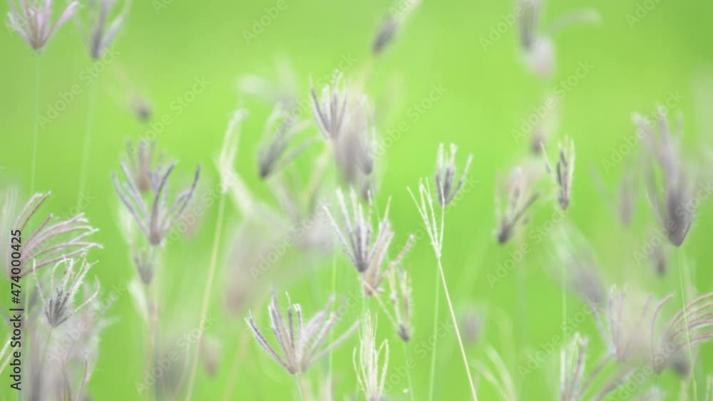 reeds grass flower swaying from wind blow with green background reeds grass flower swaying from wind blow with green background