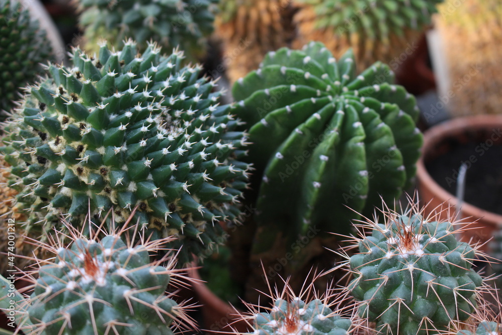 Very prickly cactuses with green caps grow in a greenhouse Very prickly cactuses with green caps grow in a greenhouse