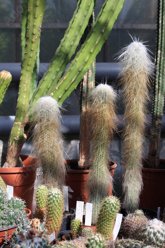 Cactuses of large sizes and various shapes grow in the greenhouse