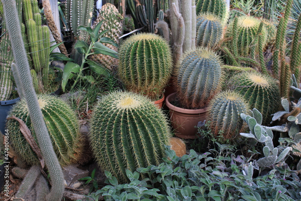 Small cacti are grown in a greenhouse nursery Small cacti are grown in a greenhouse nursery