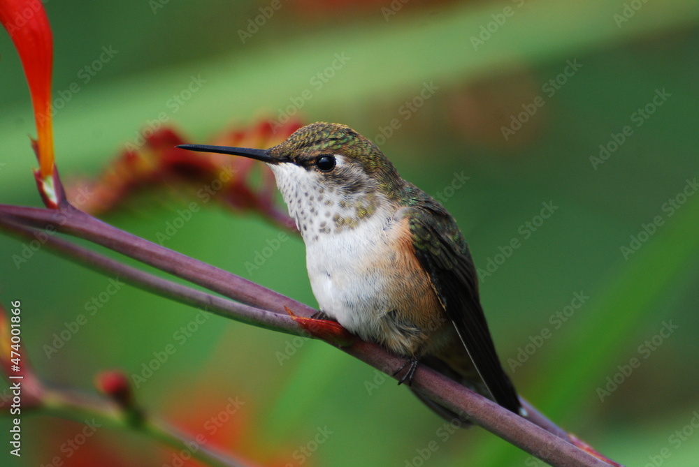 Obraz premium hummingbird