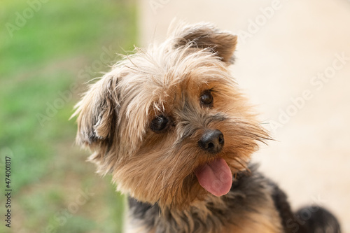 york shire terrier close cachorro rosto olhando horizonte ocm lingua para fora