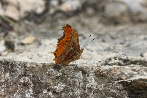 Polygonia egea, the southern comma, is a butterfly of the family Nymphalidae which flies I in southern Europe. photo