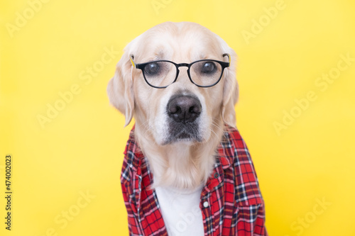 The dog in glasses and a red shirt sits on a yellow background. Golden Retriever dressed as a programmer, teacher or businessman.