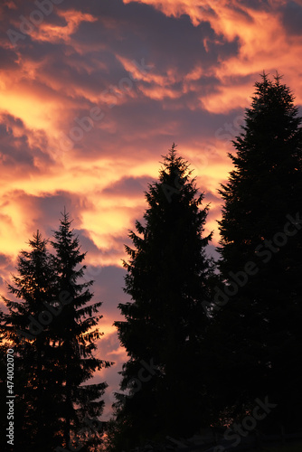 dark silhouettes of fir trees against the backdrop of a dramatic red sunset sky.