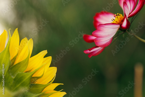View of pink cosmos flower and sunflower photo