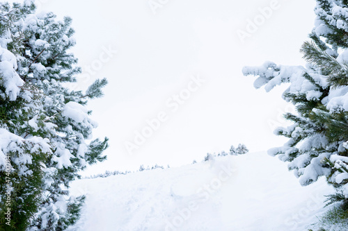 Winter background with snow and trees, pine trees