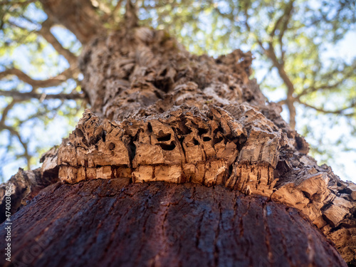 Bark of cork oak (Quercus suber) photo