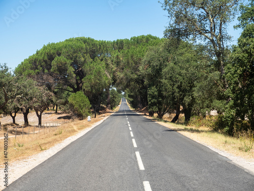 Cork oaks (Quercus suber) growing along countryside highway in summer photo