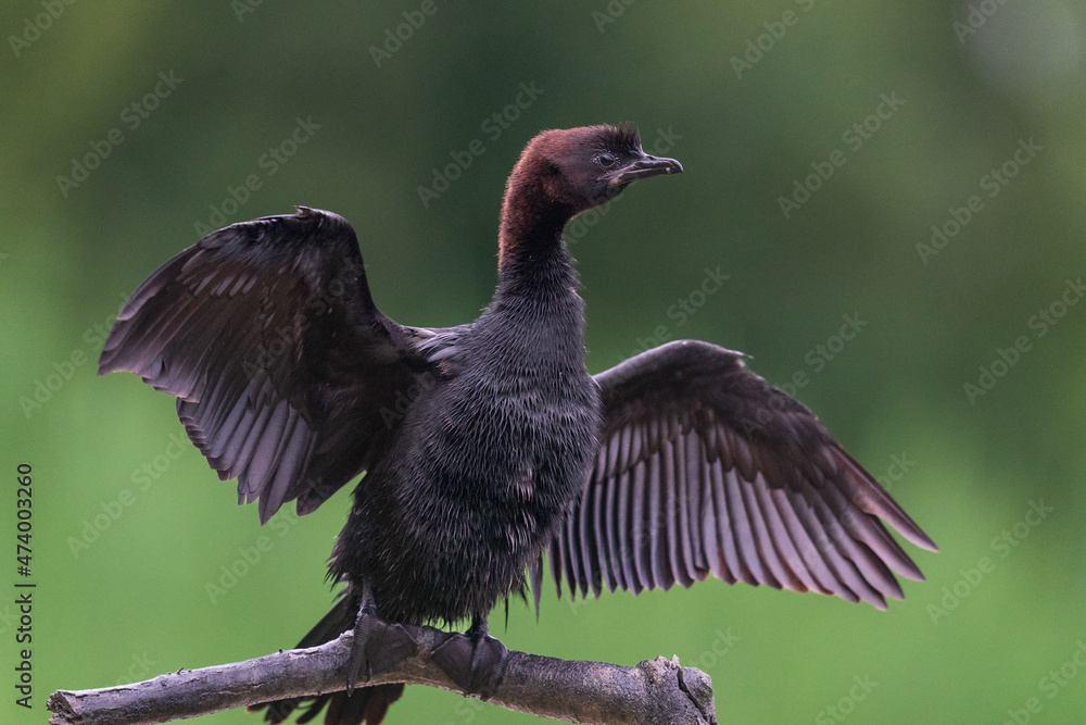 The pygmy cormorant (Microcarbo pygmaeus) The pygmy cormorant (Microcarbo pygmaeus)