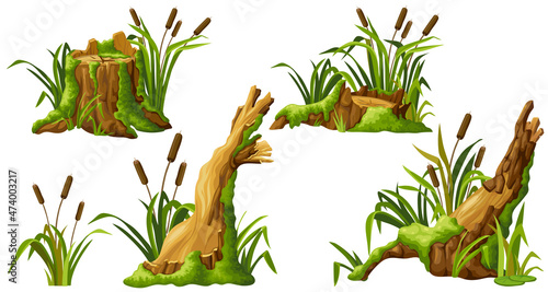 Stump in moss with reeds. Cartoon log, cattail in swamp jungle. Broken tree in fungus and bulrush. Isolated vector element on white background.