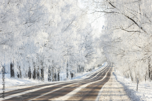 winter snow covered road frozen birch tree alley sun shining sunset bright wonderland  © Nauris