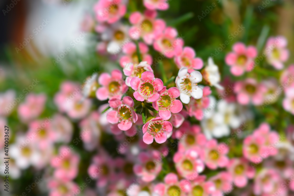 Geraldton wax flower Geraldton wax flower