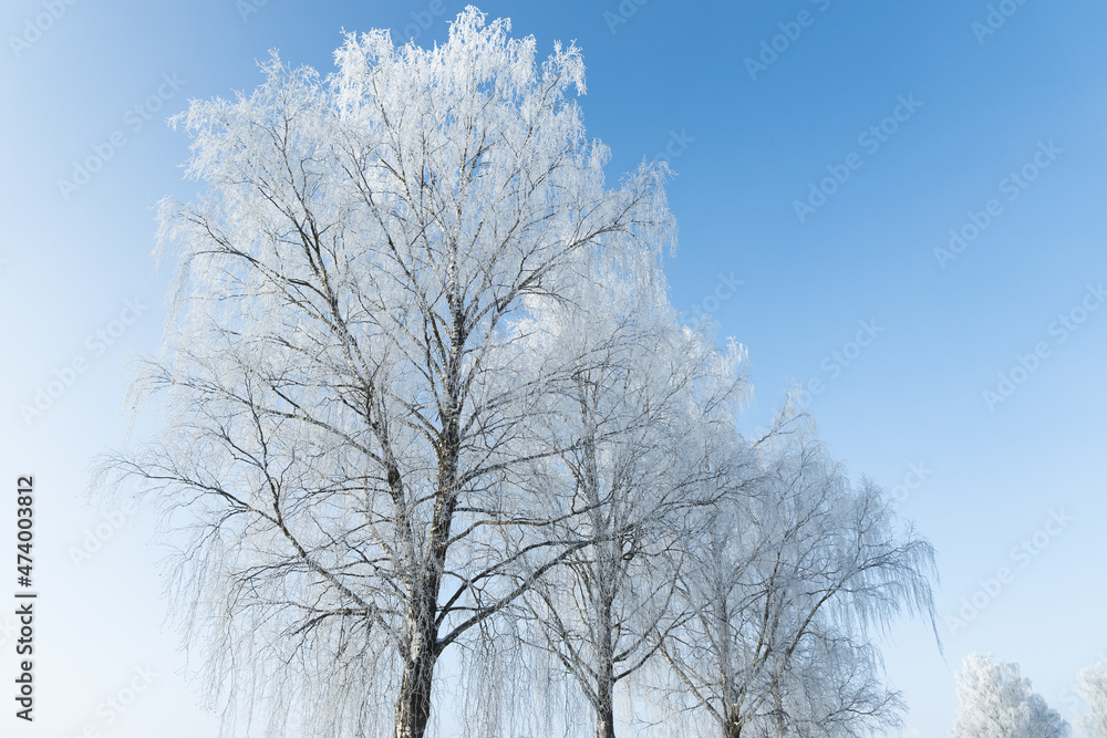 snow covered frozen birch tree in blue sky sun shining contrast snow covered frozen birch tree in blue sky sun shining contrast