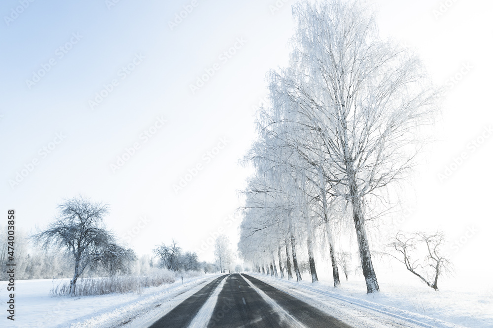 snow covered road in winter frozen birch trees alley blue sky sunshine wonderland narrow road white center line snow covered road in winter frozen birch trees alley blue sky sunshine wonderland narrow road white center line
