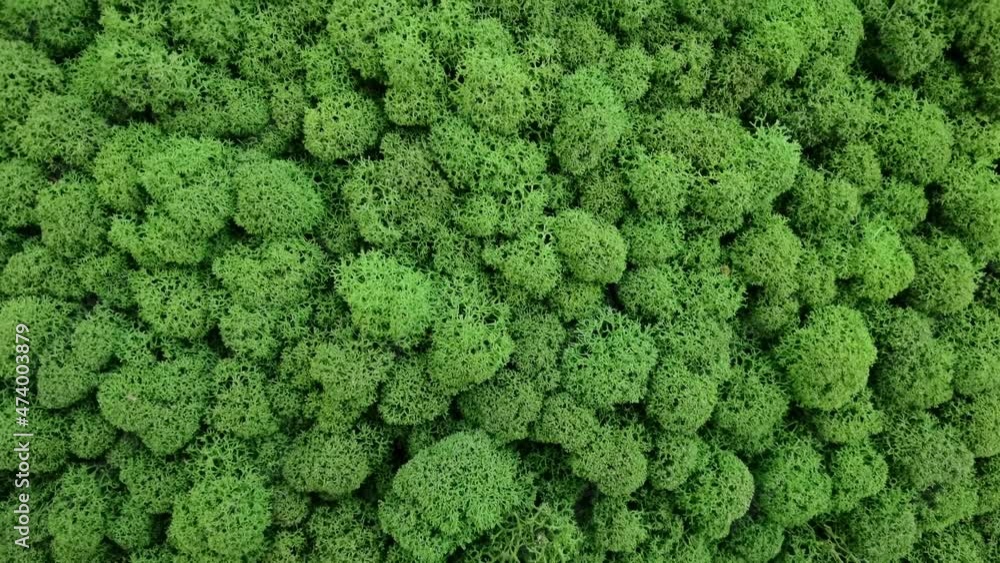 Green slow video. Forest dry grass. Interior design detail. Stabilized moss texture. Vertical wall plant Green slow video. Forest dry grass. Interior design detail. Stabilized moss texture. Vertical wall plant