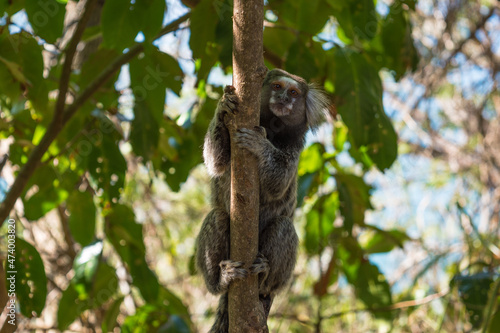 Fototapeta Naklejka Na Ścianę i Meble -  View of a sagui monkey in a forest at Leme neighborhood - Rio de Janeiro, Brazil