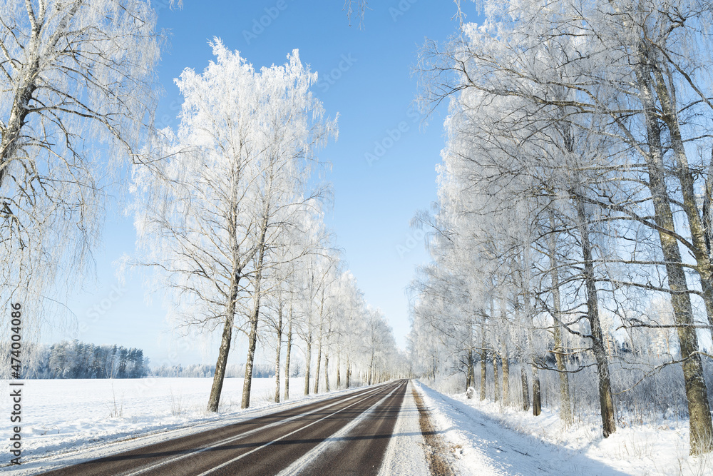 snow covered road in winter frozen birch trees alley blue sky sunshine wonderland narrow road white center line