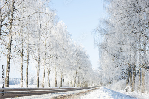 snow covered road in winter frozen birch trees alley blue sky sunshine wonderland narrow road white center line © Nauris