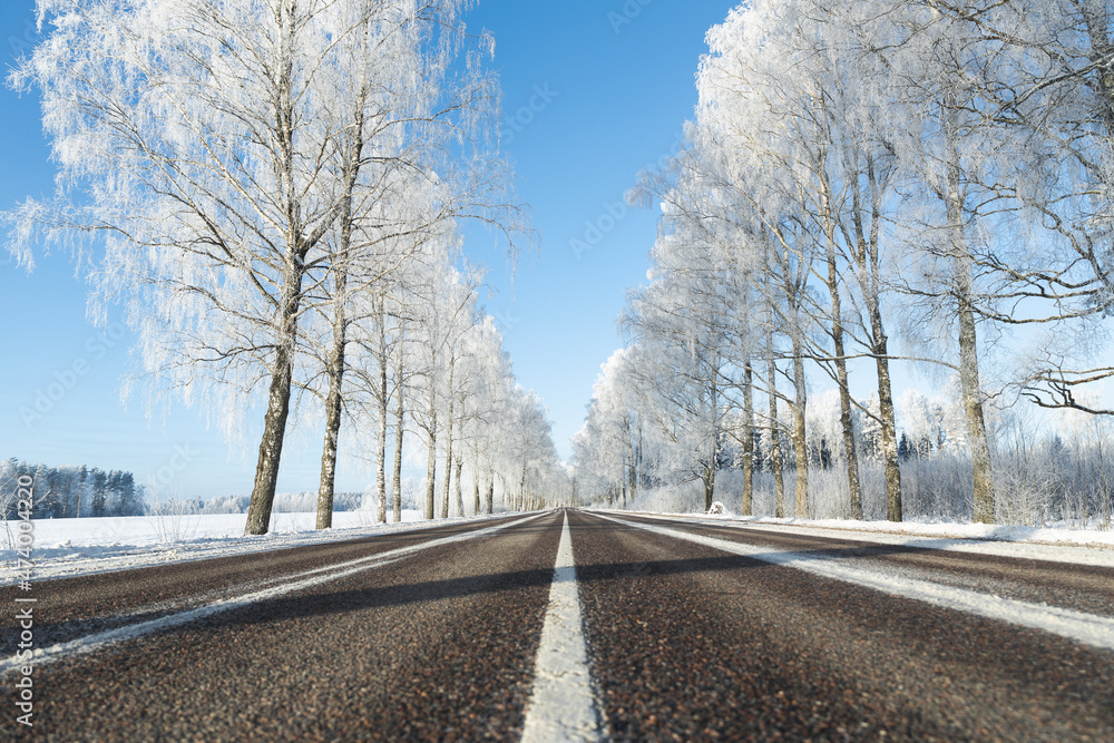 snow covered road in winter frozen birch trees alley blue sky sunshine wonderland narrow road white center line symmetry snow covered road in winter frozen birch trees alley blue sky sunshine wonderland narrow road white center line symmetry