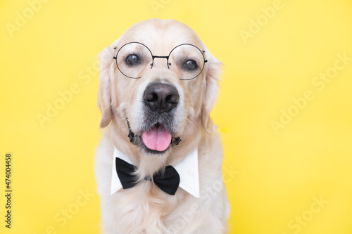 The dog in glasses and a bow tie sits on a yellow background. Golden Retriever dressed as a teacher, student or intellectual. The concept of school, learning, smart animals.