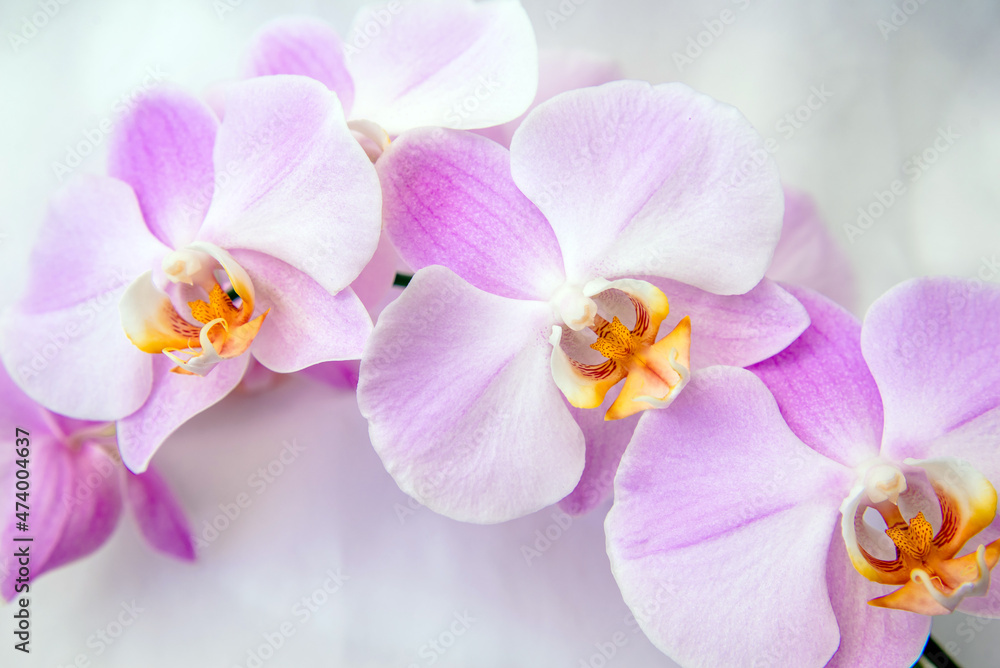 The branch of purple orchids on white fabric background
The branch of purple orchids on white fabric background