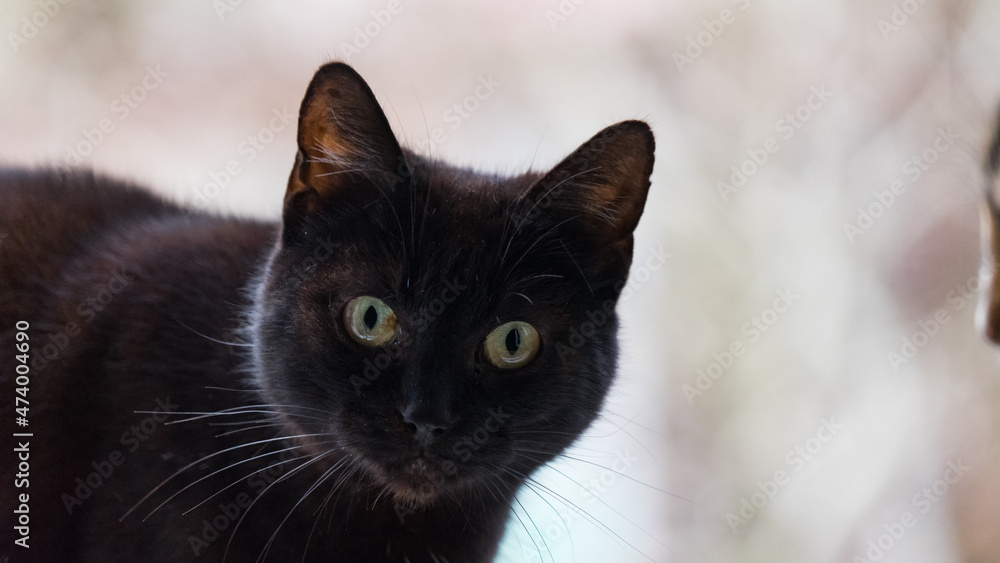 Close up Portrait of black cat looking in camera, Sochi, Russia.