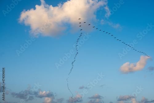 Large flock of Cormorants flying in the sky in v formation between clouds.