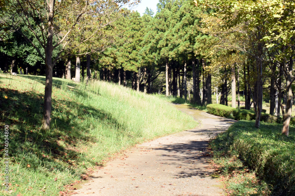 Fototapeta premium 公園の歩行道