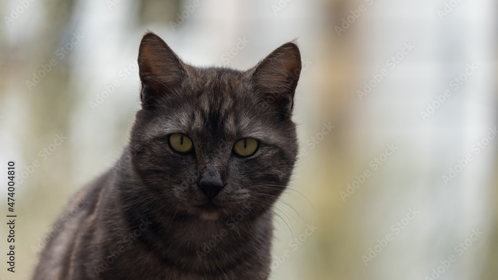 Close up Portrait of cat looking in camera, Sochi, Russia.
