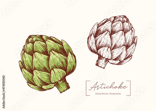 Vector hand drawn Artichoke  illustration in vintage engraving style. Botanical Illustration. Eco food. Delicacy healthy vegetable