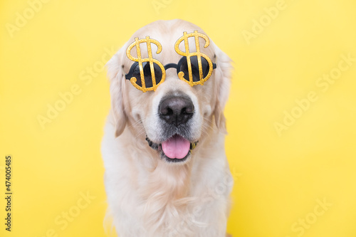 Konstfotografi Portrait of a cute dog in sunglasses in the shape of a dollar