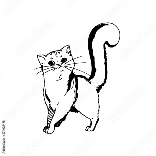 Vector Illustration Black Silhouette Of Walking Cat Isolated On White  Background. Cat Icon Royalty Free SVG, Cliparts, Vectors, and Stock  Illustration. Image 55063386.