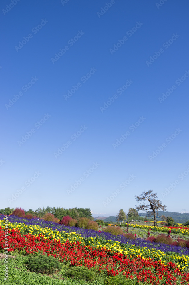花々の咲く丘と青空
