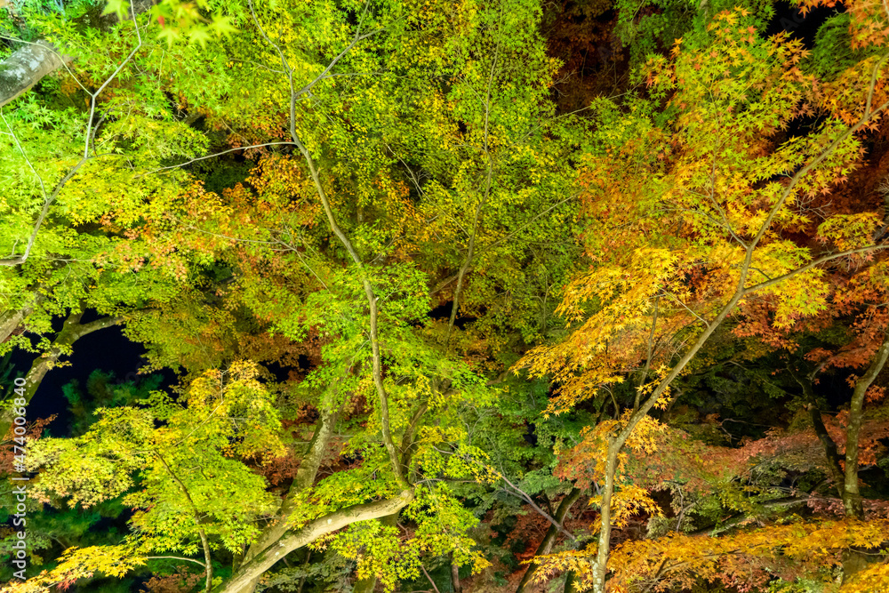 Fototapeta premium 宝厳院