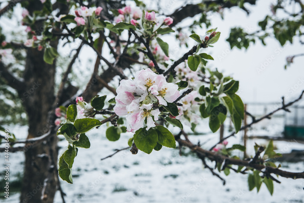 White Apple blossoms in snow