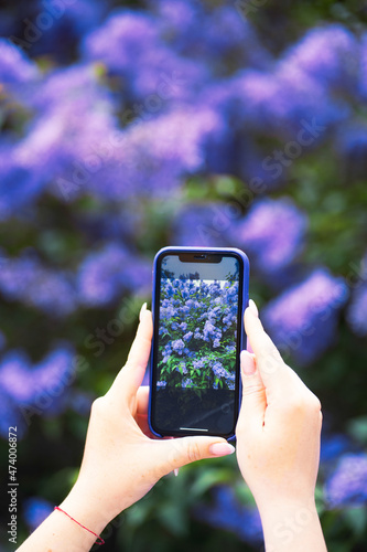 person holds a phone, the camera shoots flowers on a tree. color of the year pantone 2022, very peri