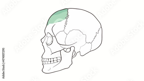 Human Skull side view Frontal bone whiteboard animation