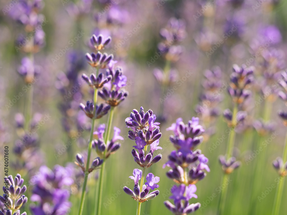 Obraz premium Lavender flowers (Lavandula) in bloom