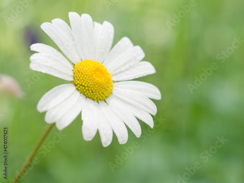 Detail of a blooming daisy © sleepyhobbit