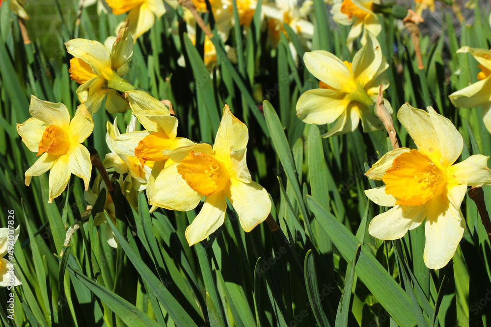 Bright yellow and white daffodil flowers in a garden Bright yellow and white daffodil flowers in a garden